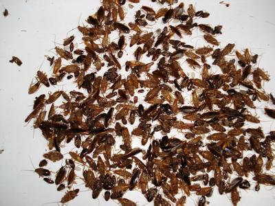 阜陽滅蟑螂
